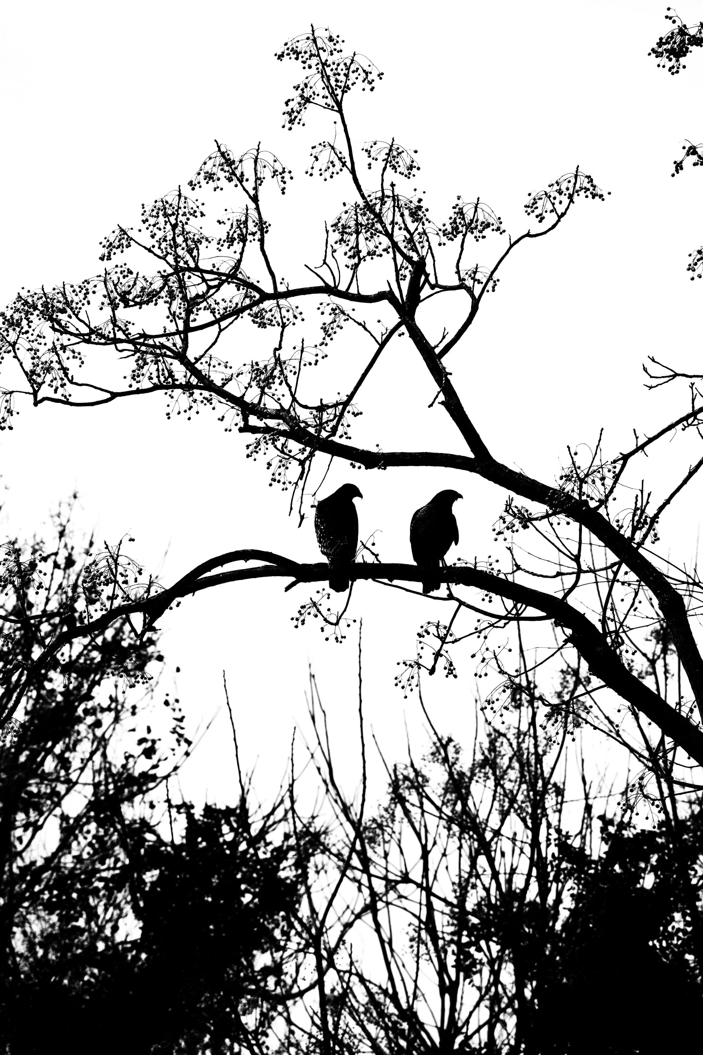 "Birds of a Feather" Artistic Home Decor