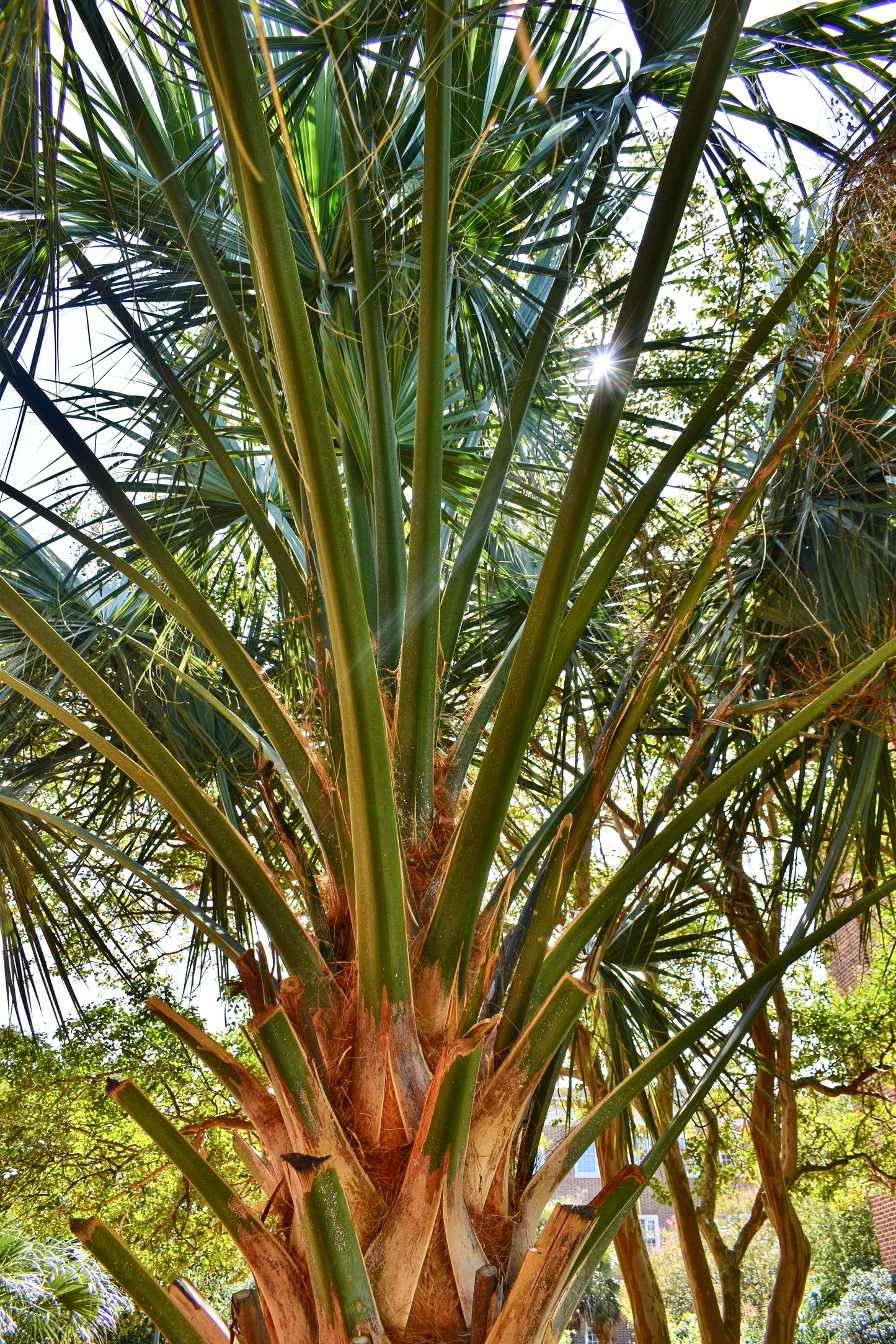 "Palm Beam" Artistic Home Decor